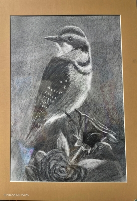 啄木鳥-12-x16-素描